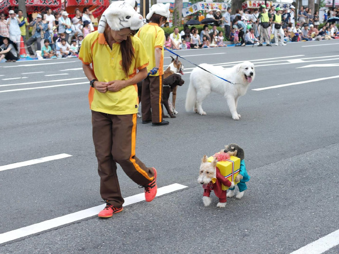 Greatest Halloween Pet Costumes Ever