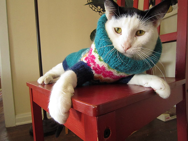 Cats in sweaters calendar