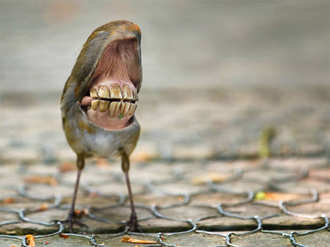 Animal Hybrids by Sarah DeRemer Animal Hybrids by Sarah DeRemer