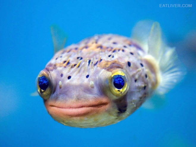 Puffer Fish With Donald Trump's Mouth