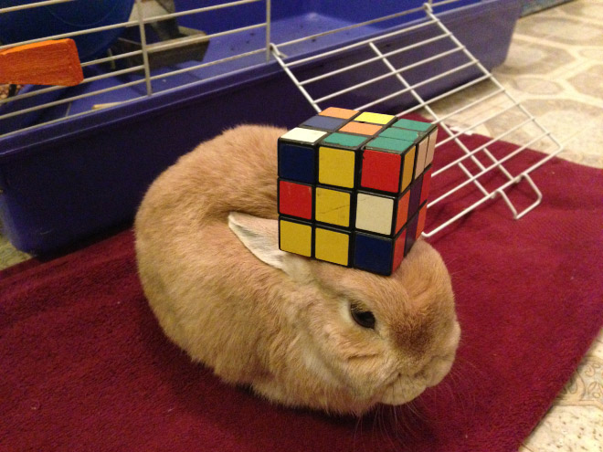 Gallery of Random Stuff On a Rabbit.