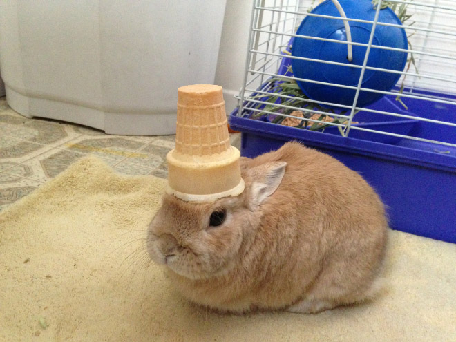 Gallery of Random Stuff On a Rabbit.