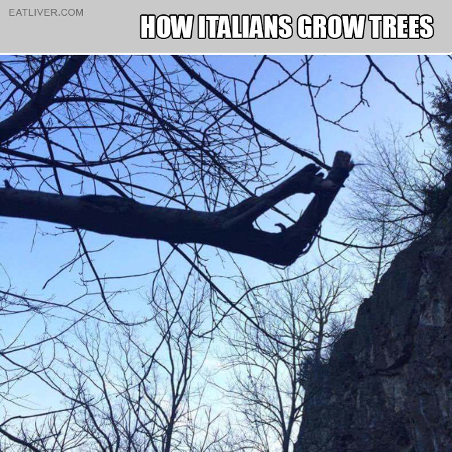 This is how Italians grow trees.