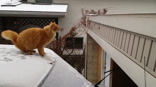 Cats That Immediately Regretted Their Poor Life Choices