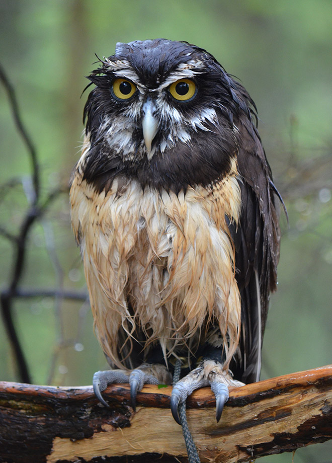 This wet owl is very pissed.