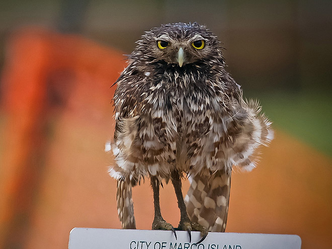 Wet owl standing on a sign.
