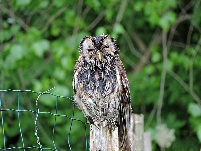 Wet owl on a fence.