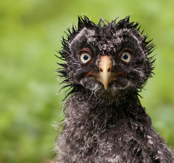 This wet owl is not amused.