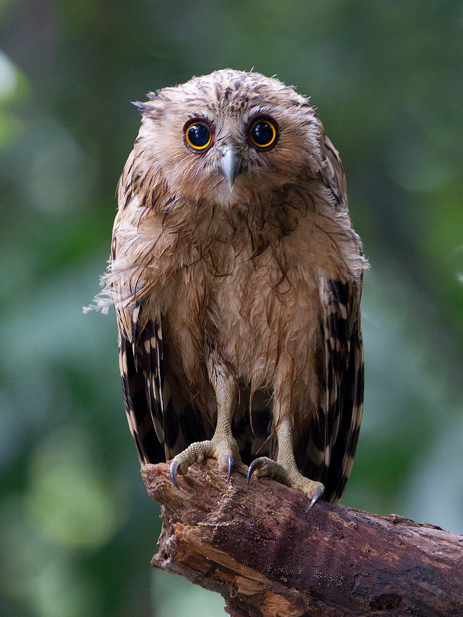Desperate wet owl.