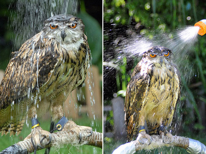 Seriously angry wet owl.