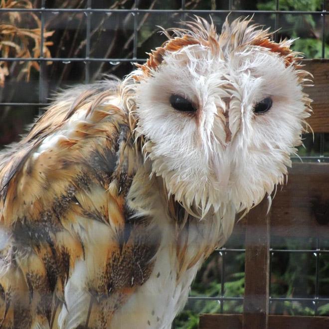 World's angriest wet owl.