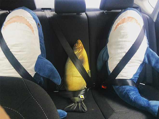 Sharks driving in the back seat.