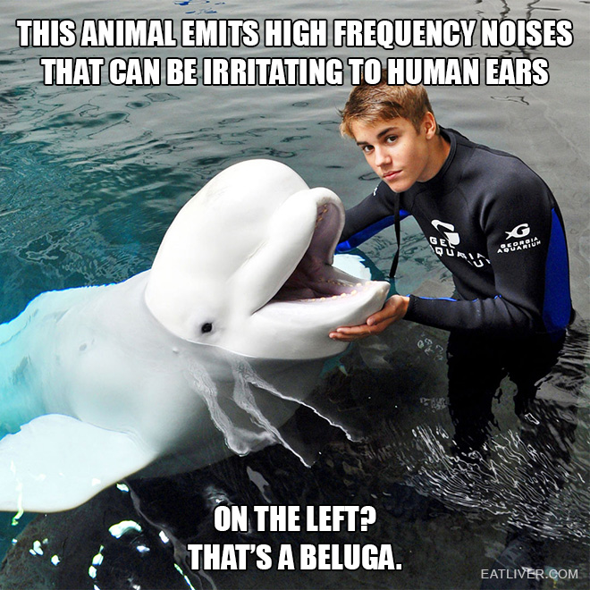 This animal emits high frequency noises that can be irritating to human ears. On the left? That's a beluga.