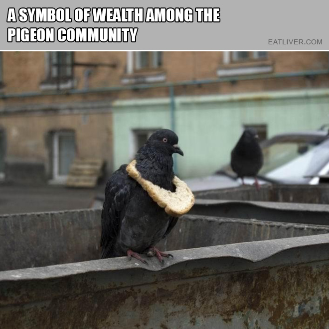 A symbol of wealth among the pigeon community.