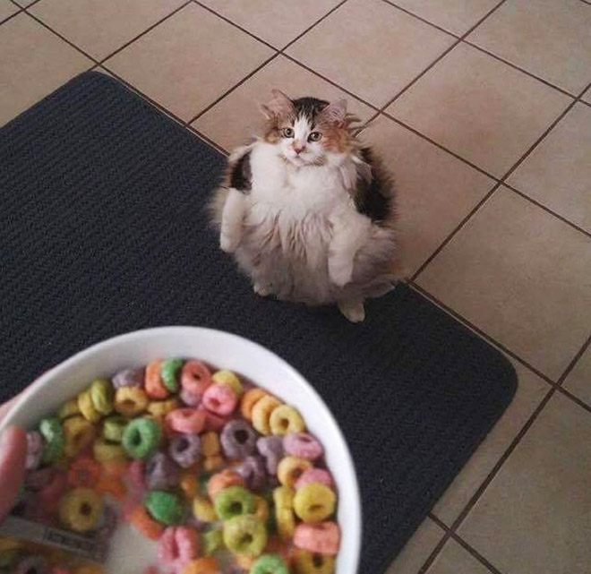 Round cat is ready for breakfast.