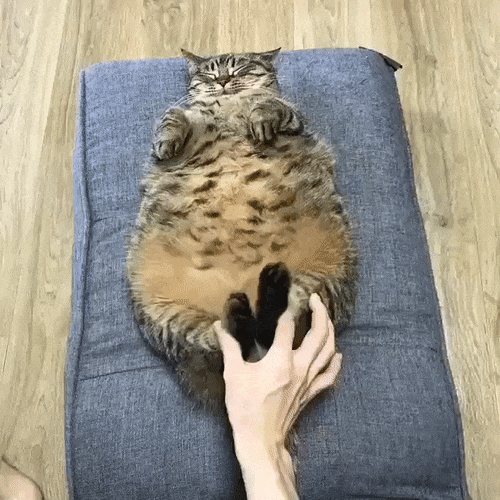 Funny fat cat.