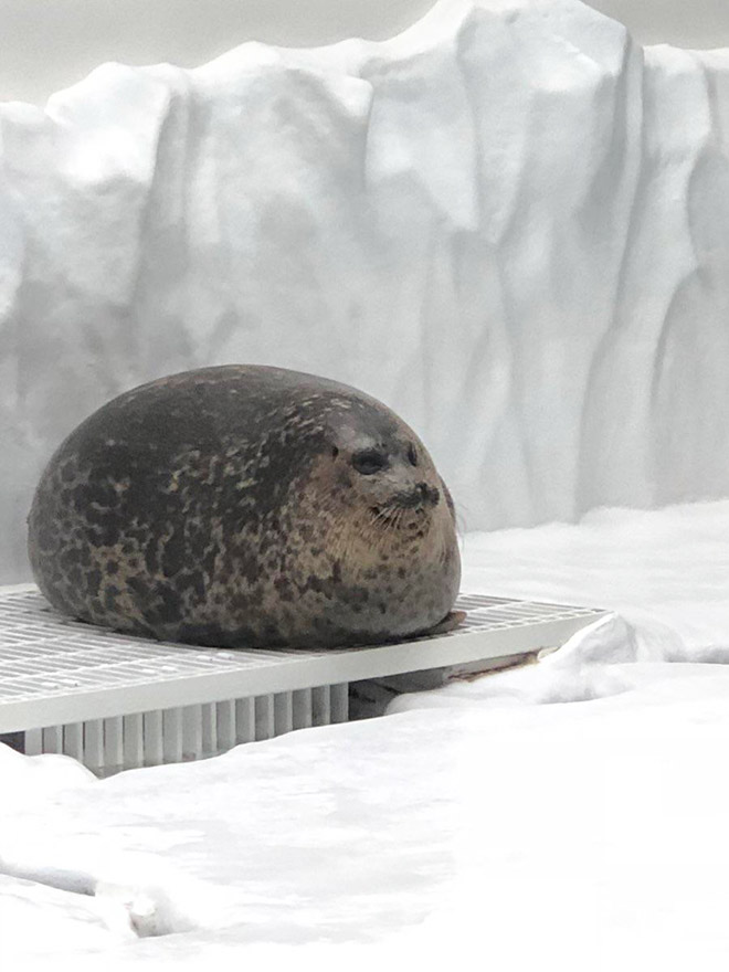 World's roundest seal.