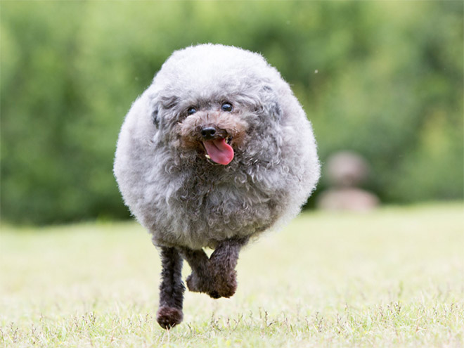 Funny round dog running.