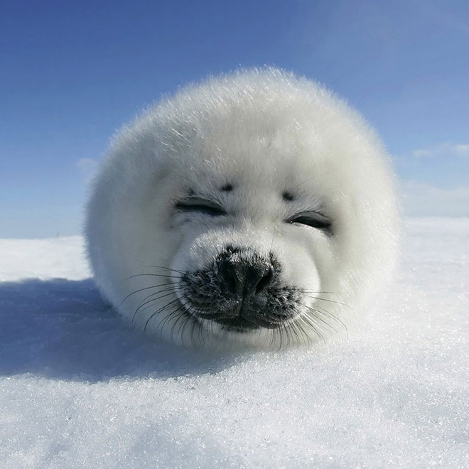 World's roundest seal.