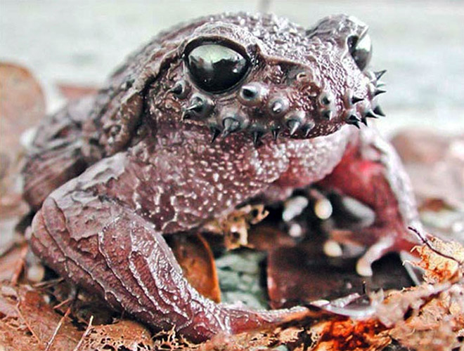Heavy metal toad.