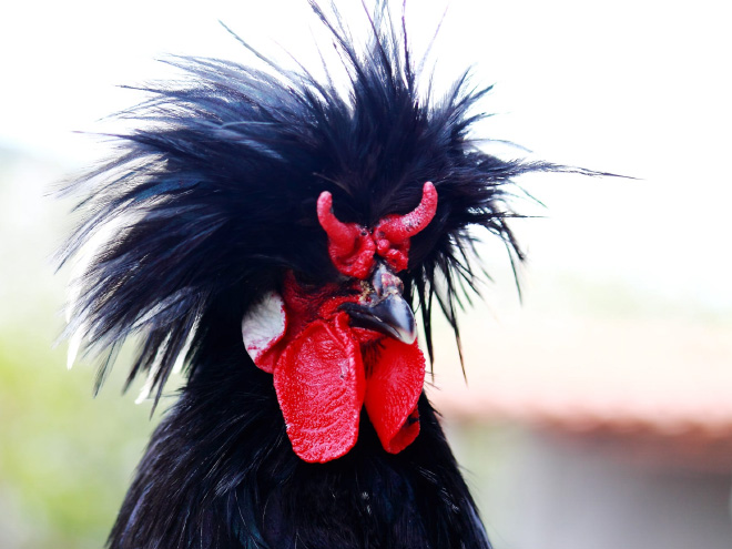 Metalhead rooster.