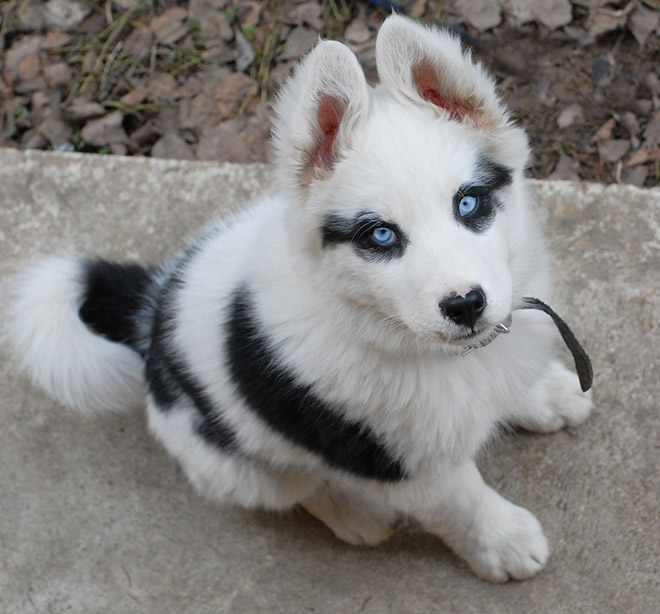 Metalhead puppy.