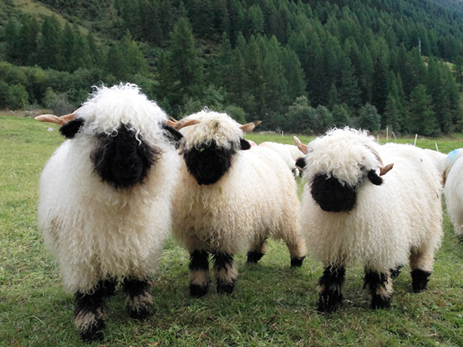 Heavy metal sheep.