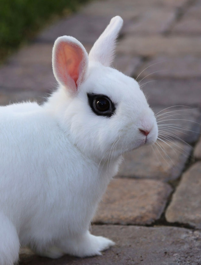 Metalhead rabbit.