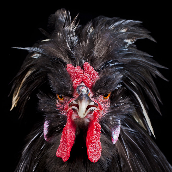 Epic rooster.