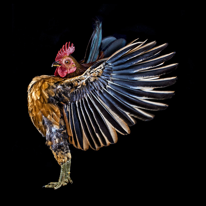 Epic rooster.
