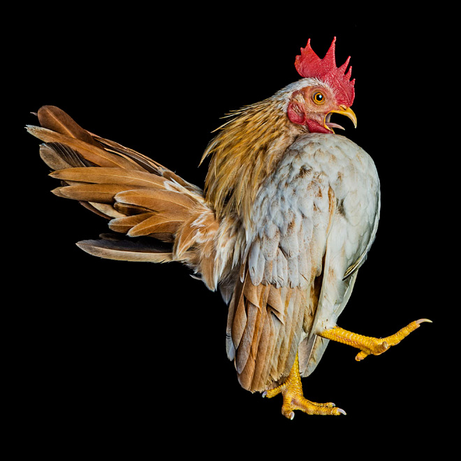 Funny walking chicken.