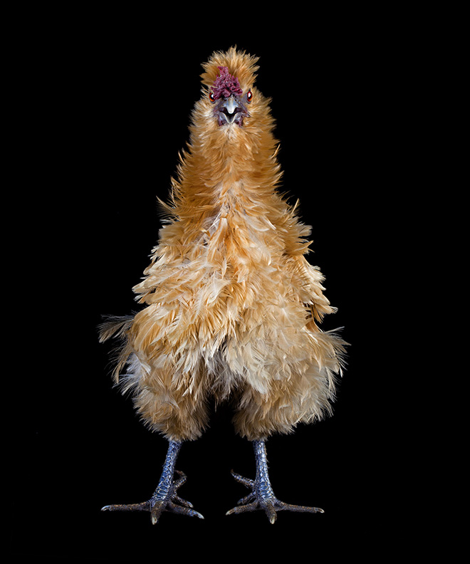 Funny awkward chicken.