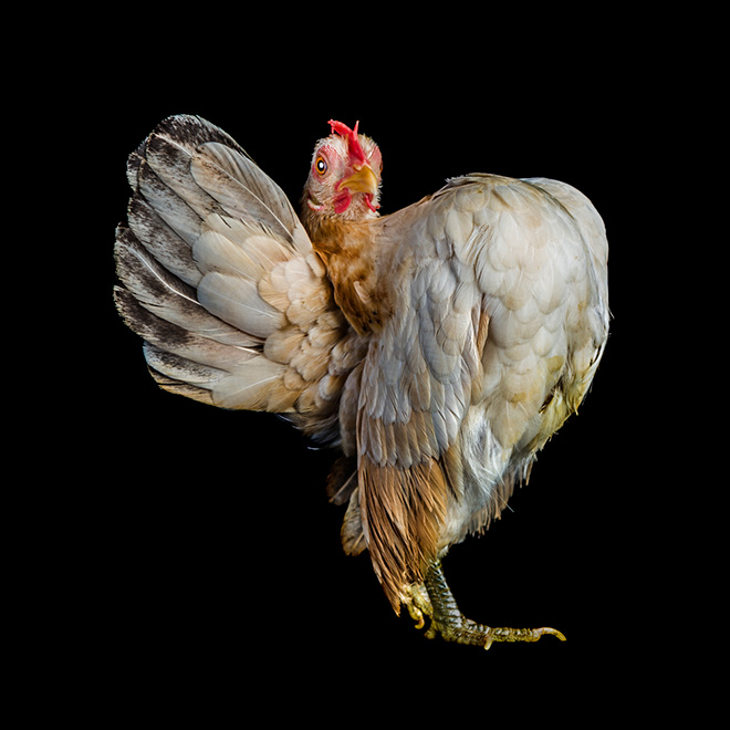 Weirdly standing chicken.