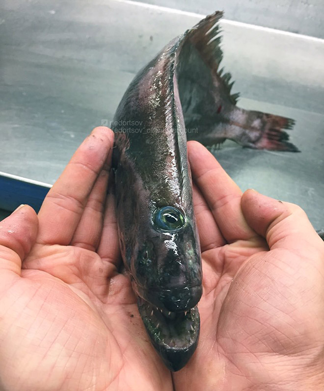 Weird one-eyed deep sea fish.