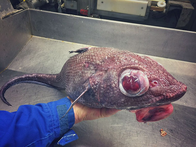 Weird deep sea fish.