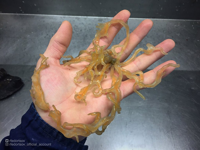 Weird creature from the deep sea.