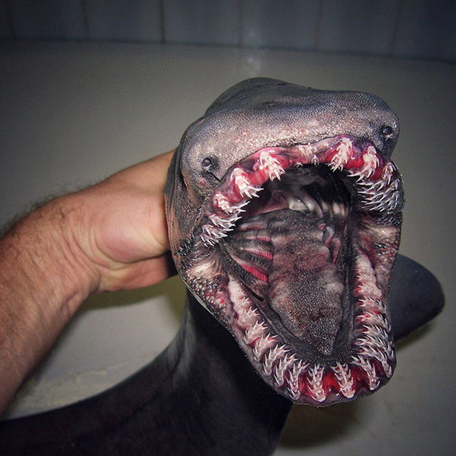 Scary deep sea fish.