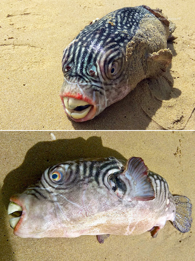 Funny fish with huge teeth.