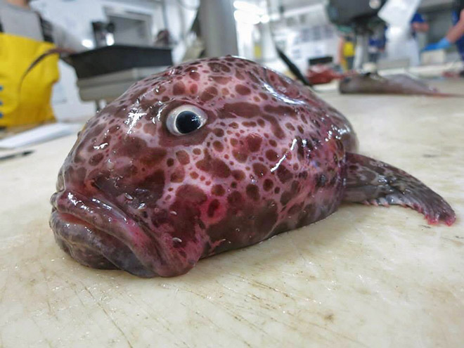 Weird deep sea creature.
