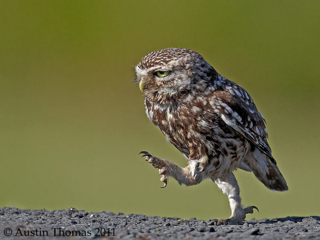 Funny walking owl.