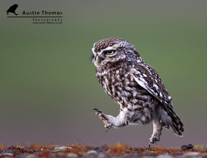 Awkwardly walking owl.