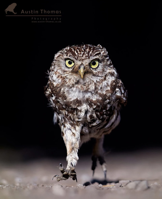 This owl is definitely angry at something.