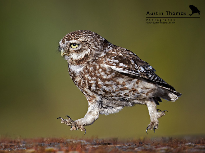 Busy walking owl.