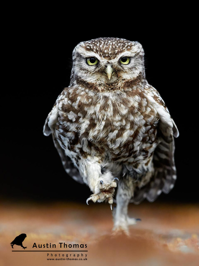 Walking owls look so weird.