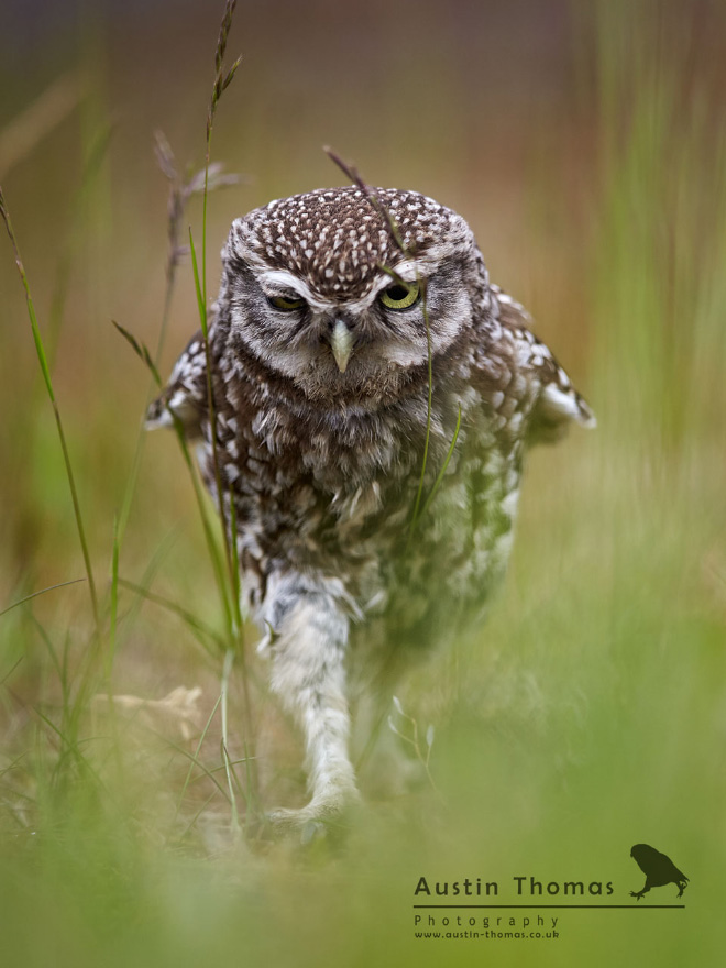 Walking owls look so odd.