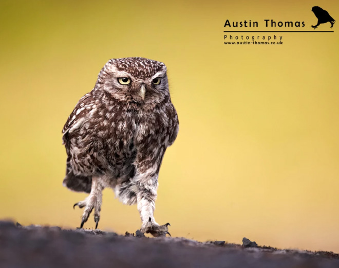 Funny walking owl.