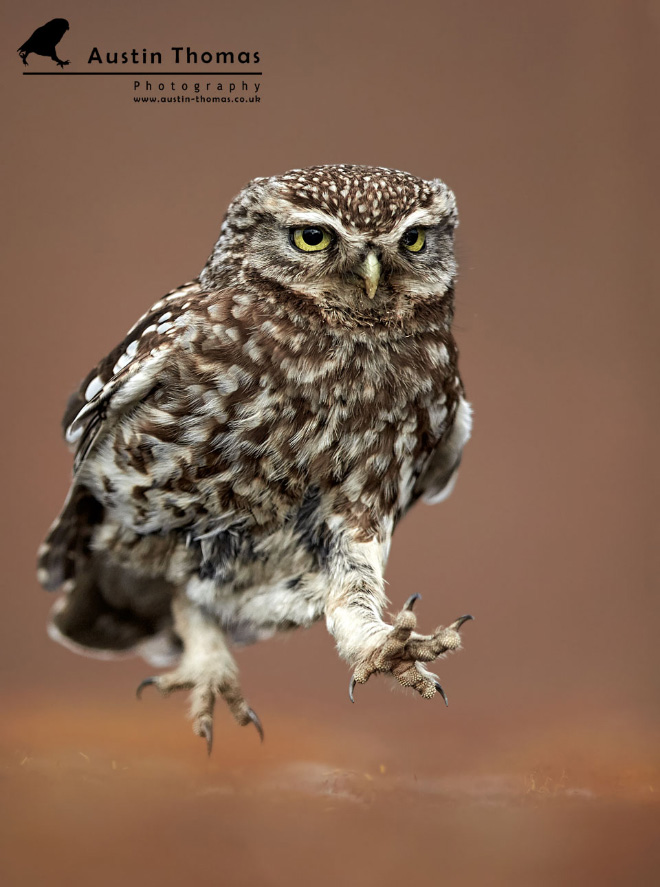 Funny walking owl.