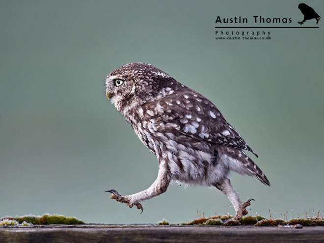 Awkwardly walking owl.