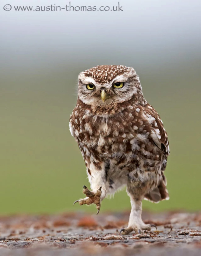 Walking owls look so awkward...