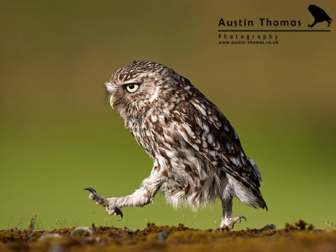 Funny owl walking.